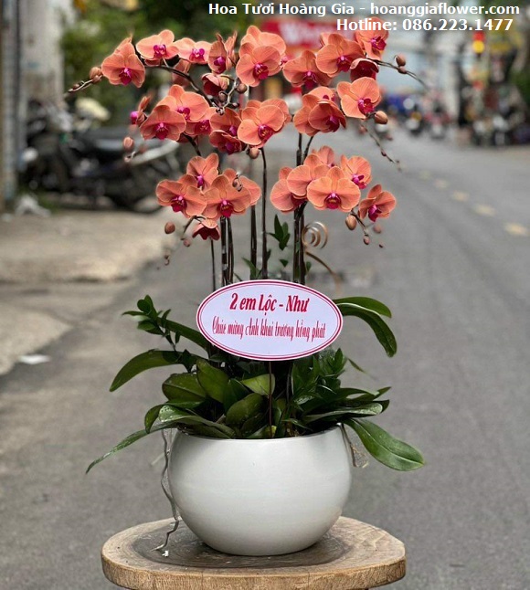 dien-hoa-thanh-chuong-nghe-an-top-2-hoa-tuoi-hoang-gia